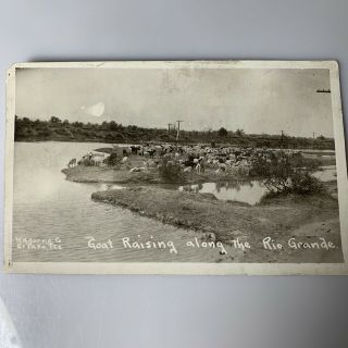 Antique Rppc Real Photo Postcard Azo Goat Raising Along The Rio Grande Horne