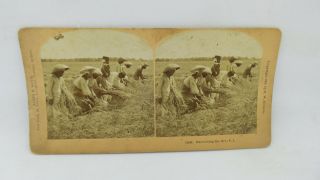 Harvesting The Rice Philippines Stereo Card Stereoview