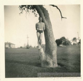 1924 Tan Sunbathing Man Perched Like Bird In A Tree Gay Int