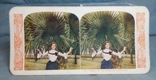 Antique Stereoview Card World Series " Leaves Of The Palmetto,  California "