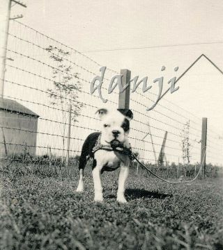 Low Angle Vu Of Boston Terrier Pit Bull Dog Staring At The Camera Cute Old Photo