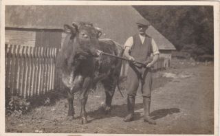 Unusual Old Vintage Photo Farming Bull Ring Nose Farm Animal Farmer F2