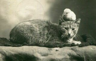 Rppc Cat W Baby Chick On Head Antique Real Photo Postcard 1906 Miss Seigel (sp?)