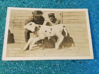 Old Photo Postcard Snohomish,  Wa,  2 - Head Calf,  E.  Salvadalena Ranch - Bicycle Tree