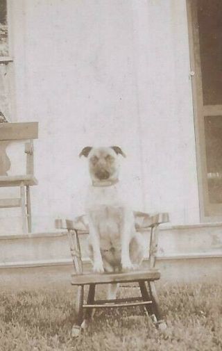1890s Cabinet Photo Family Pet Pug Dog Seated On Child Rocking? Chair