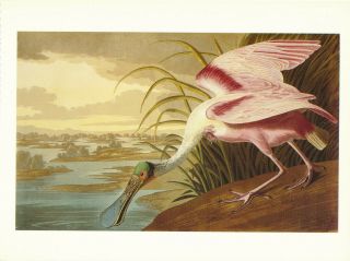 Spatule Rosee - Paris Vintage Art - Bird Paint By John James Audubon - 1990 Postcard