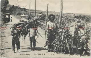 Virgin Islands Postcard.  St.  Croix.  In The Country.  Sugarcane.  Stamp.  1919