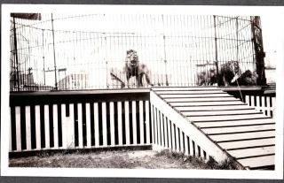 Vintage Photograph 1924 Sea - Breeze Amusement Park Lions Cages York Old Photo
