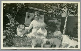 430 Kittens And Puppies,  Woman,  Little Girl & Boy,  Dog,  Cat,  Vintage Photo