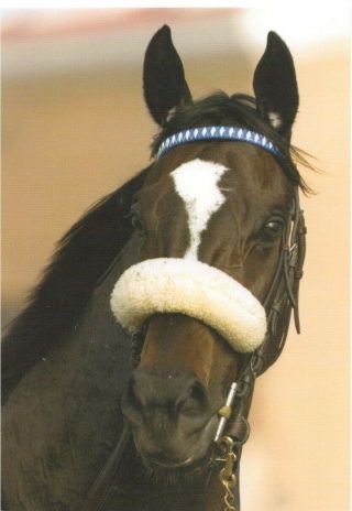 American Horse Of The Year (2010) Thoroughbred Horse Postcard " Zenyatta "