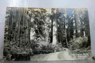 Scenic Redwoods Road Postcard Old Vintage Card View Standard Souvenir Postal Pc