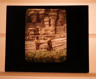 Vintage Glass Negative Slide - Lincoln Park Zoo Chicago Grizzly Bears In Exhibit
