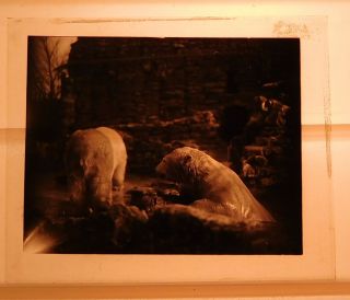 Vintage Glass Negative Slide - Lincoln Park Zoo Chicago Polar Bears In Exhibit