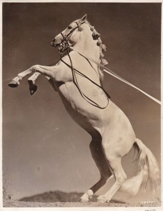 Silver Photograph 1930 Circus Horse Branded Rearing