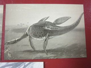 Dinosaur Postcards x3 - - British Museum of Natural History aquatic dinosaurs 3