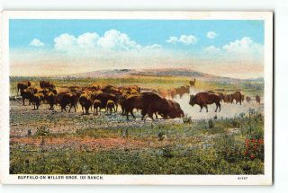 Oklahoma Ok Postcard 1915 - 1930 Buffalo On Miller Bros.  101 Ranch