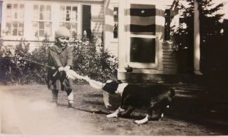 Vintage Old 1929 Photo Of Boston Terrier Dog Plays Tug - Of - War With Girl Great