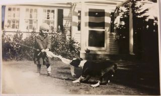 Vintage Old 1929 Photo of BOSTON TERRIER DOG Plays Tug - of - War with Girl GREAT 2