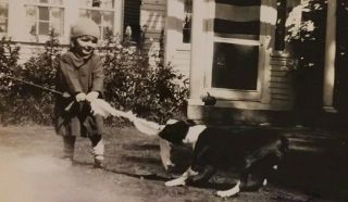 Vintage Old 1929 Photo of BOSTON TERRIER DOG Plays Tug - of - War with Girl GREAT 3