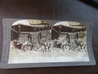 1904 Stereoview Worlds Fair St Louis Eskimo Group With Dog Team & Sled