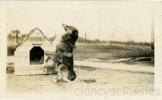 1927 Pet Dog Sits Up To Beg Rover Dog House