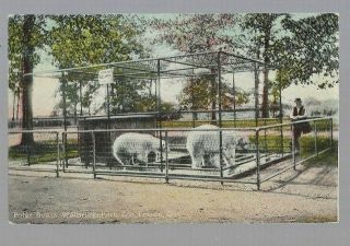 Pk43441:postcard - Polar Bears,  Wallbridge Park Zoo,  Toledo,  Ohio