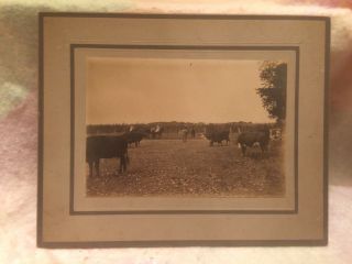 Antique Circa 1900 Woman On Horseback And Men In Cow Pasture Mounted Photograph