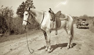 1930s Era Photo Negative Car Or Horse Old And Horsepower Austin Texas Tx