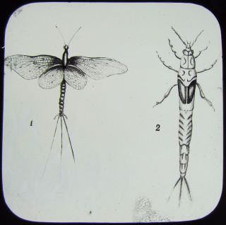 Glass Magic Lantern Slide Fly And Its Pupae C1900 Drawing Pond Life