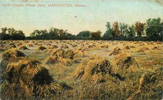 Kansas Wheat Field Farming Manhattan Ks Kansas Postcard 1900s