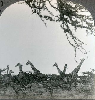 South Africa Giraffe Herd In Kruger National Park Stereoview 20743 829