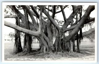 Vintage Rppc Postcard Banyan Tree St Petersburg Florida Fl Real Photo