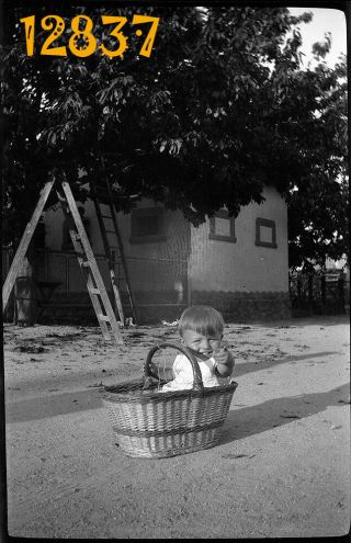 Vintage Negative Cute Boy Sitting In Basket,  Funny 1930 