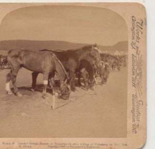Wounded British Horses Eating After Colesburg S Africa Boer War Stereoview 1900