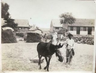 1930s Photograph Chinese Farmer Saving His Hay Wei - Hai - Wei China