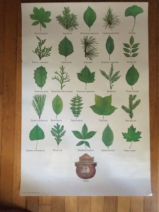 Smokey The Bear Forest Service 1983 Postertrees Leaves 20x30