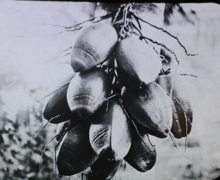 Coconut Cluster On Tree,  Magic Lantern Glass Slide,  Probably Puerto Rico 1920 