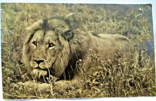 1940 Real Photo Postcard Lion,  Kruger National Park Africa,  Afrika Stamp