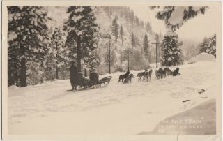 California Ca Rppc Postcard 1950 Grass Valley Dog Sled Team Sierras