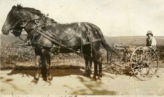 Yn100 Vtg Photo " Perry " On His Horse Pulled Plow,  Corn C Early 1900 