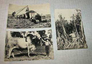 3 Clewiston Florida Us Sugar Corporation Bull/feild/workers 1940s Rppc
