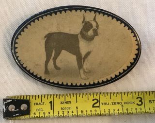 Rare Antique Photo Boston Terrier Dog Pin Back Button