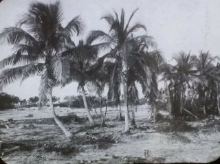 Coconut Palm Tree Grove,  Florida Keys,  Circa 1920 