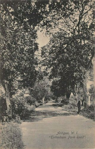 Antigua,  Bwi Tree Lined Tottenham Park Road,  Man,  Anjo Pub C 1904 - 14