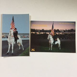 Counterfeit Dollar White Tennessee Walking Horse Postcards Twh Shelbyville Tn