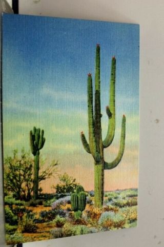 Arizona Az Giant Sahuaro Cactus Postcard Old Vintage Card View Standard Souvenir