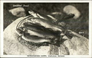 Chapleau Ontario Nemegosenda Camps Fishing Catch Real Photo Postcard