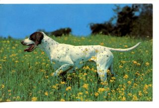 Pointer Hunting Dog - Flower Field - Greetings From Metter - Georgia - Vintage Postcard