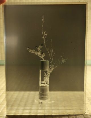 Antique Glass Negative / Ikebana Flower Arrangement / Japanese / c.  1930s 3