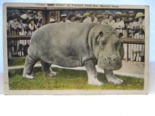 1930 Postcard " Happy Baby Hippo " Franklin Park Zoo,  Boston Mass W/ Crowds